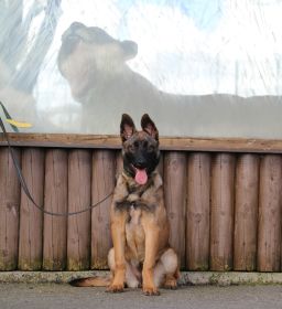 Shinga poses in front of a lion.