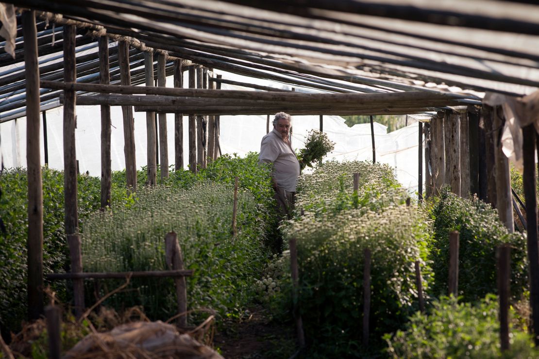 Mujica works on his crops on May 21, 2010 in Montevideo, Uruguay.