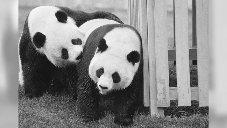 Trump’s $400M Qatar jet gift follows long history of unusual presidential presents